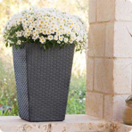   () Keter Rattan Planter M 55,4L, 