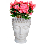   () Idealist Face Planter  (BUD-FP-AW-26)