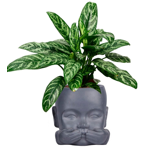   () Idealist Face Planter  (KID-FP-THREE-LG-24)